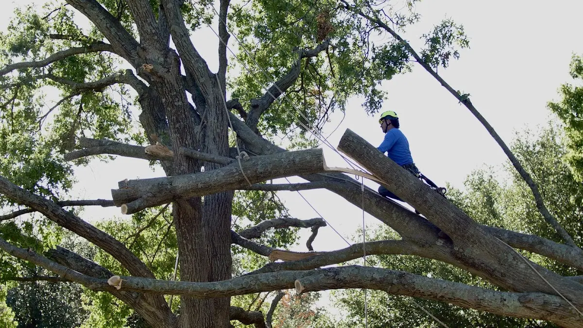 Professional Crown Thinning performed by certified arborists in Mc Cool